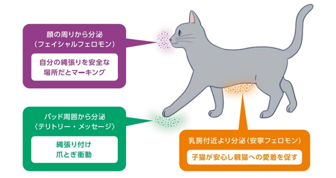フェロモンの解説図